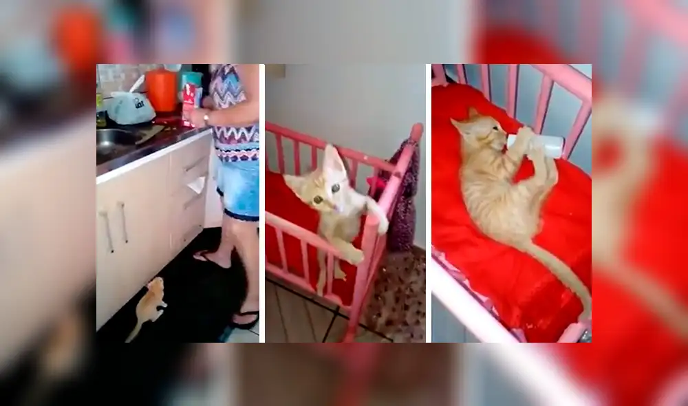 En Facebook, una señora sorprendió por su peculiar forma de criar a un pequeño gato que encontró en la calle. En Facebook, una señora sorprendió por su peculiar forma de criar a un pequeño gato que encontró en la calle.