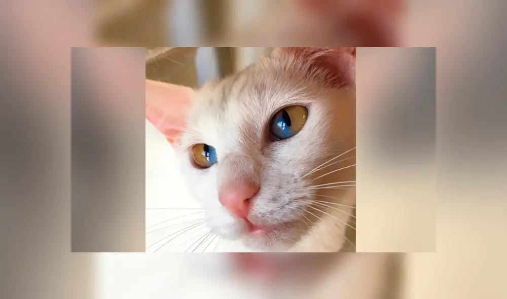 YouTube viral: gato que tiene los ojos de dos colores se vuelve 'influencer' por su extraña condición