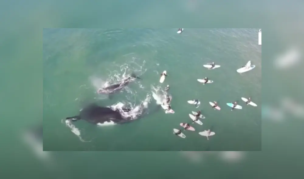 Video es viral en Facebook. El impactante momento fue capturado por una fotógrafa a través de un dron en una famosa playa de Australia. Fotocaptura: YouTube Video es viral en Facebook. El impactante momento fue capturado por una fotógrafa a través de un dron en una famosa playa de Australia. Fotocaptura: YouTube