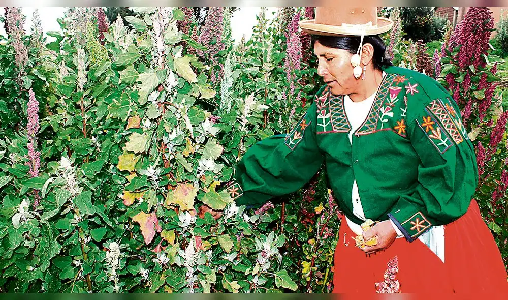Puno: China sería el nuevo destino de quinua peruana Puno: China sería el nuevo destino de quinua peruana