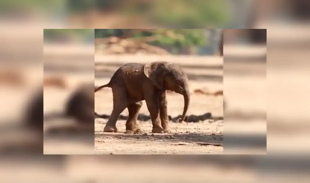 En YouTube, un bebé elefante sufrió varios tropiezos al pretender caminar al lado de su madre. En YouTube, un bebé elefante sufrió varios tropiezos al pretender caminar al lado de su madre.