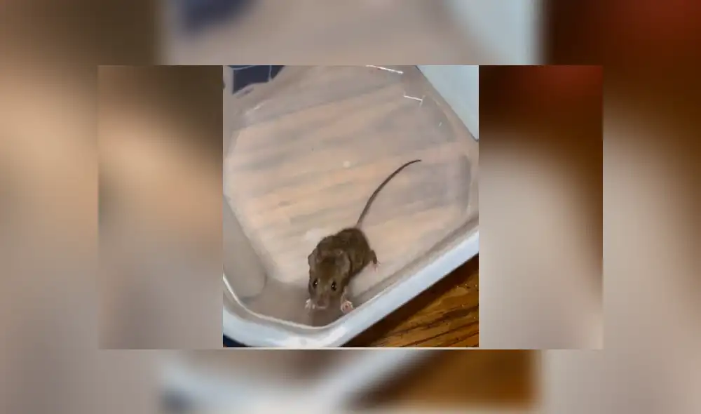 Desliza para ver todas las imágenes de Facebook. Foto: captura