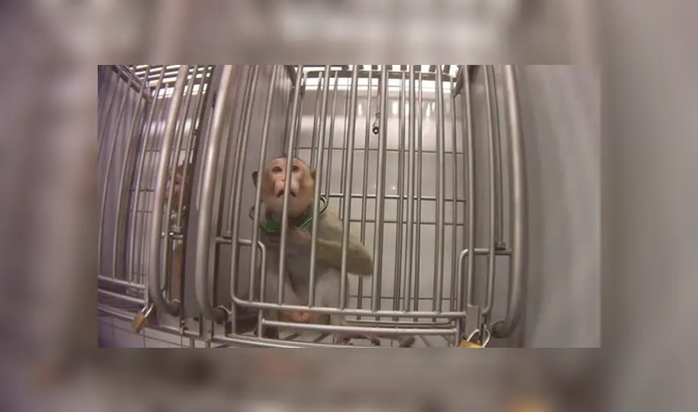 El laboratorio alemán donde se grabó a monos chillando, perros ensangrentados en jaulas y gatos con 13 extracciones de sangre al día fue cerrado por las innumerables denuncias en su contra. El laboratorio alemán donde se grabó a monos chillando, perros ensangrentados en jaulas y gatos con 13 extracciones de sangre al día fue cerrado por las innumerables denuncias en su contra.