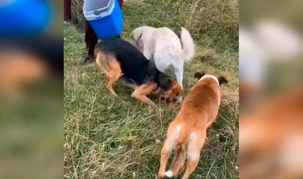Desliza las imágenes para observar la noble acción de unos jóvenes para alimentar a unos indefensos perros. Foto: captura de Facebook