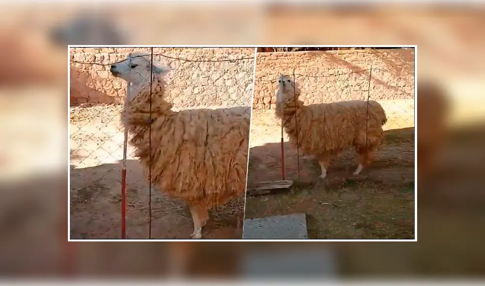 Facebook viral: llama ‘diabólica’ hace pasar momentos de terror a joven turista y las imágenes inquietan las redes [VIDEO]