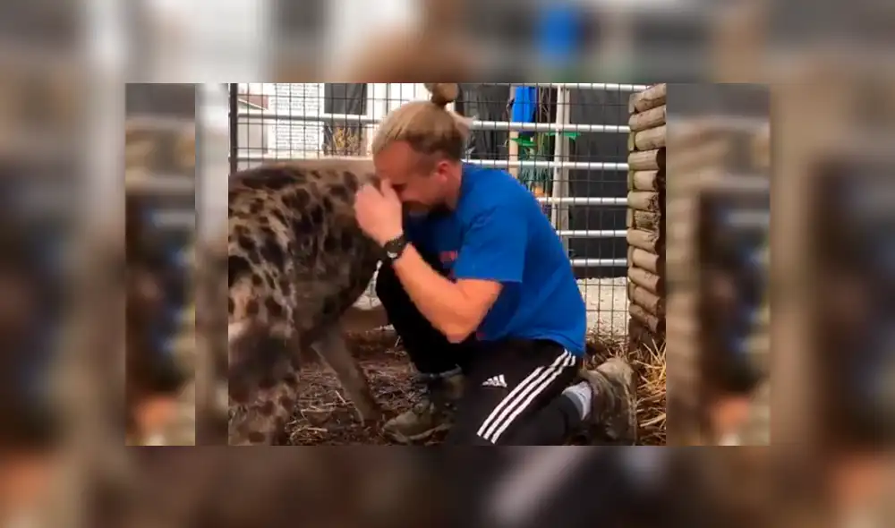 Facebook viral: joven tiene conmovedor reencuentro con feroz hiena que cuidó cuando era un bebé [VIDEO]