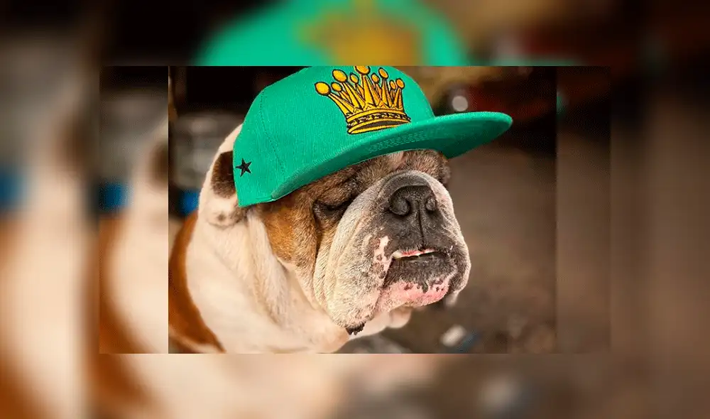 Emilio, el bulldog secuestrado.