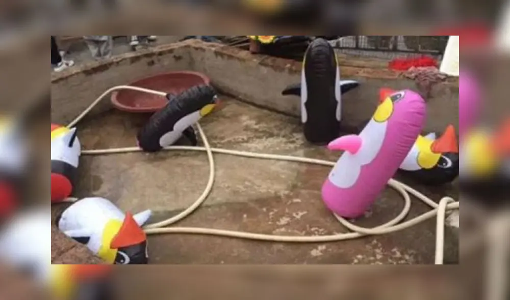 Zoológico prometió pingüinos y estafó al público con ‘ejemplares’ inflables [FOTOS]