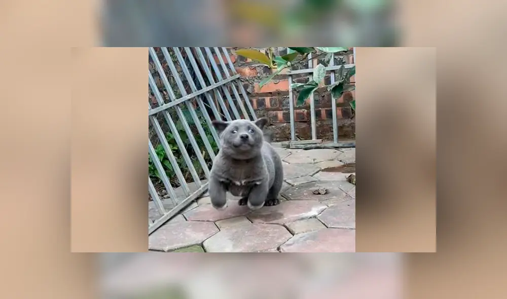 A través de Facebook se ha vuelto viral un curioso debate sobre este tierno animal.