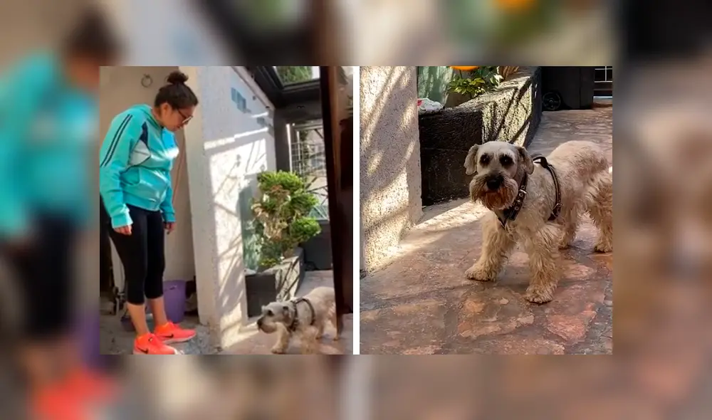 Desliza las imágenes para observar la conmovedora reacción de un perro al ser ‘regañado’ por su dueña. Foto: Captura.