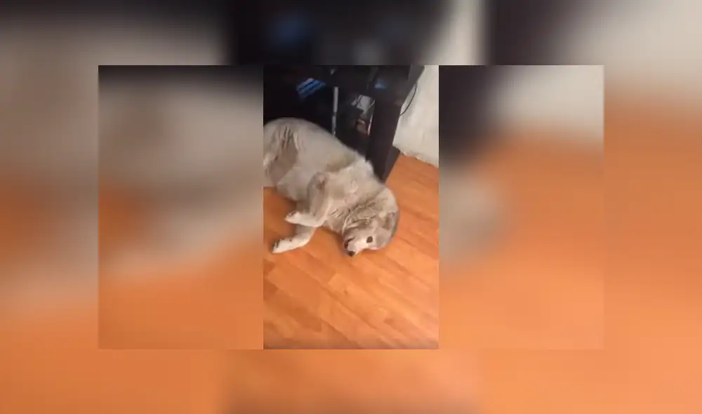 Desliza las imágenes para apreciar el singular comportamiento de un perro al ser reprendido por su dueña.