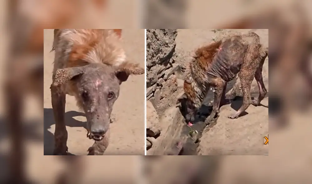 Desliza hacia la izquierda para ver la evolución del perro callejero que fue hallado en deplorables condiciones. El video se volvió viral en YouTube.