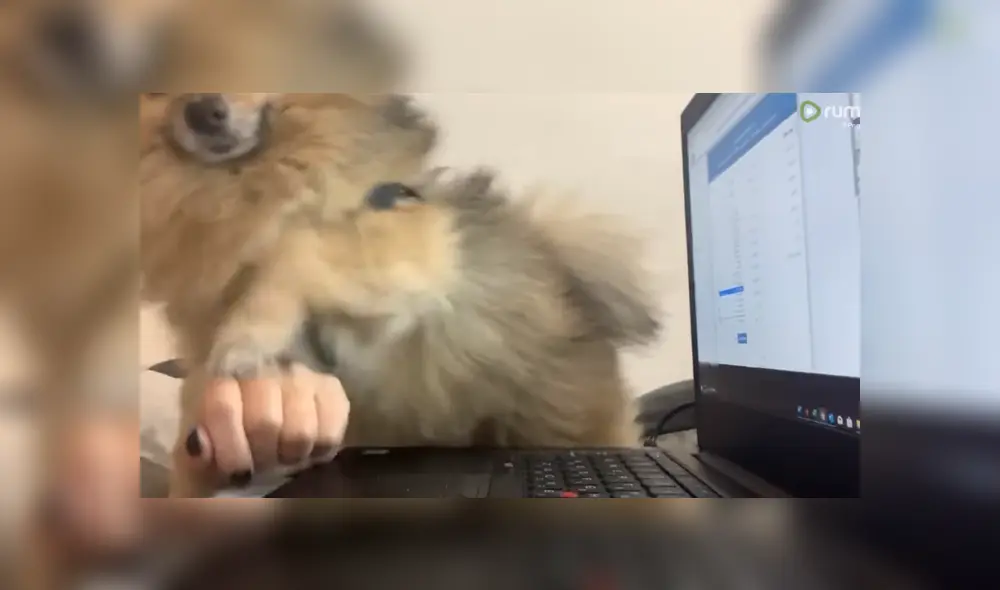 A través de YouTube se hizo viral el momento en que una mujer es interrumpida por su perro en medio de su teletrabajo. A través de YouTube se hizo viral el momento en que una mujer es interrumpida por su perro en medio de su teletrabajo.