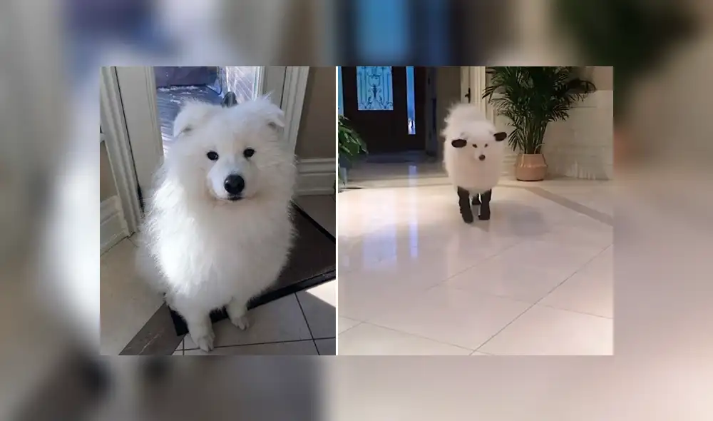 Facebook: perro hace cosplayer para combatir ola de frío y lo confunden con una oveja [VIDEO]