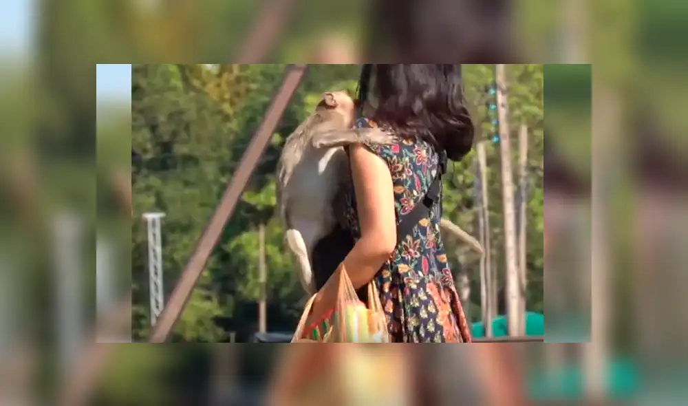 Video es viral en YouTube. El mono sorprendió a la joven con insólita reacción luego de que ella le impidiera llevarse sus pertenencias.