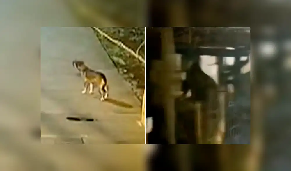 Desliza la imagen de Facebook para ver cómo dio 'aviso' a la policía el can. Foto: Noticias Repretel