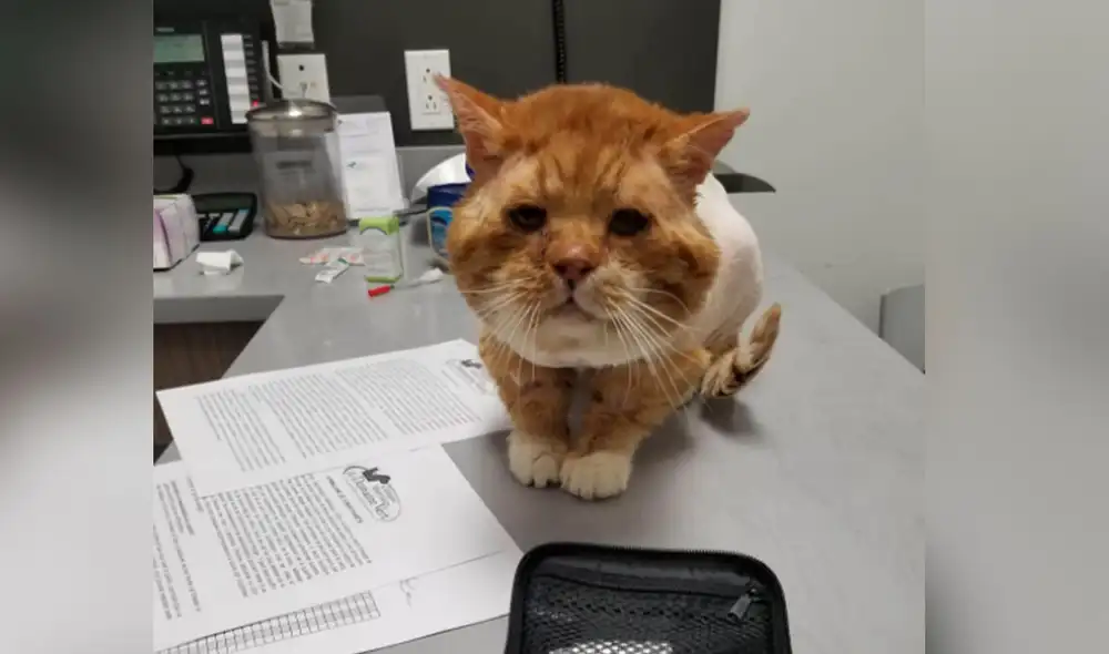 Desliza las imágenes para conocer más detalles de esta conmovedora historia. Foto: Facebook