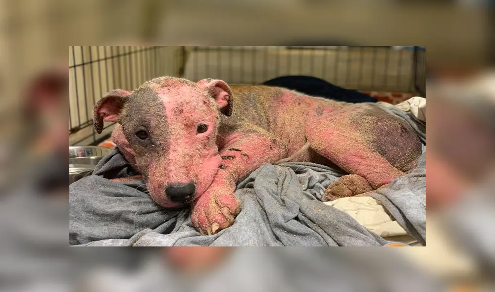 En Facebook, unos miembros de una organización encontraron al indefenso can en un estado deplorable.