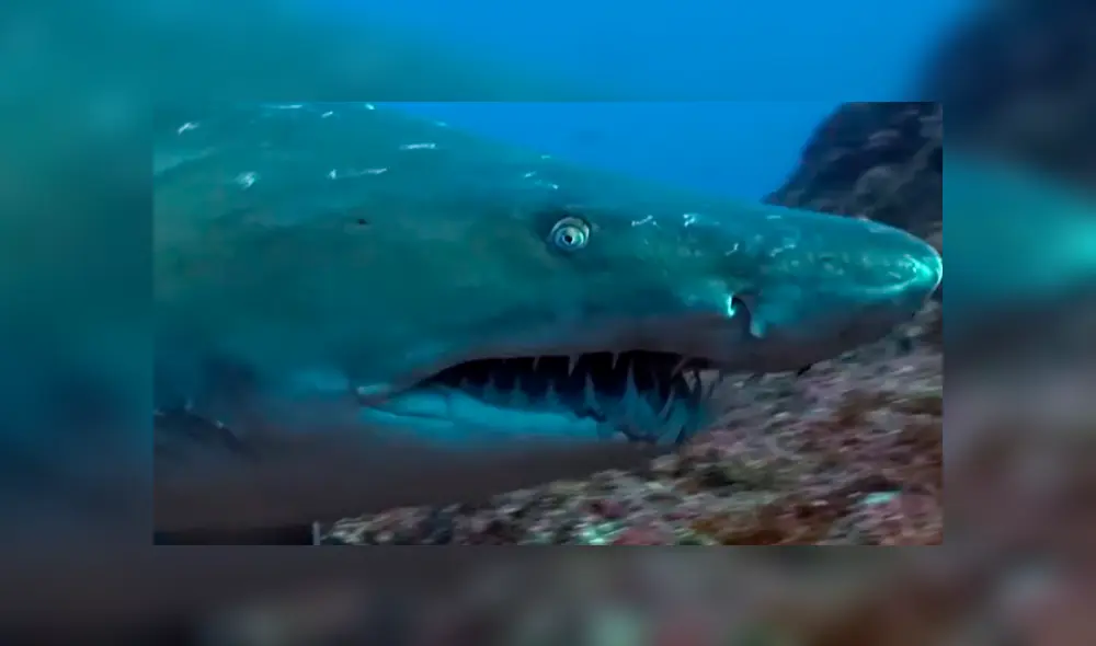YouTube viral: buzo ingresa al mar en busca de ‘tesoro’ oculto y se topa con hambrientos tiburones.