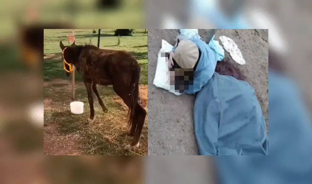 Aukan era cuidado en un refugio desde febrero, cuando fue rescatado. Fuente: Facebook. Aukan era cuidado en un refugio desde febrero, cuando fue rescatado. Fuente: Facebook.
