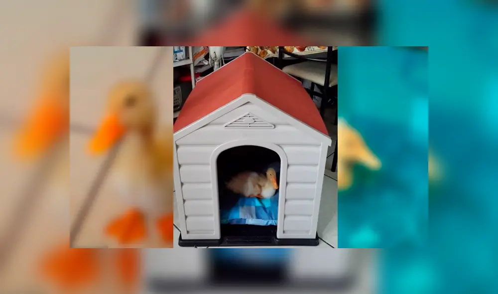 Desliza para ver el cambio de este pato que se volvió 'famoso' en Facebook. Foto: Captura. Desliza para ver el cambio de este pato que se volvió 'famoso' en Facebook. Foto: Captura.