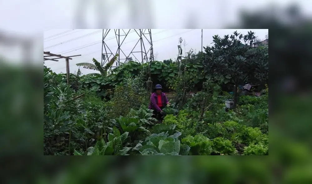Los principales beneficios de la agricultura urbana es la producción de alimentos frescos  y sanos. Foto: Agricultura en Lima.
