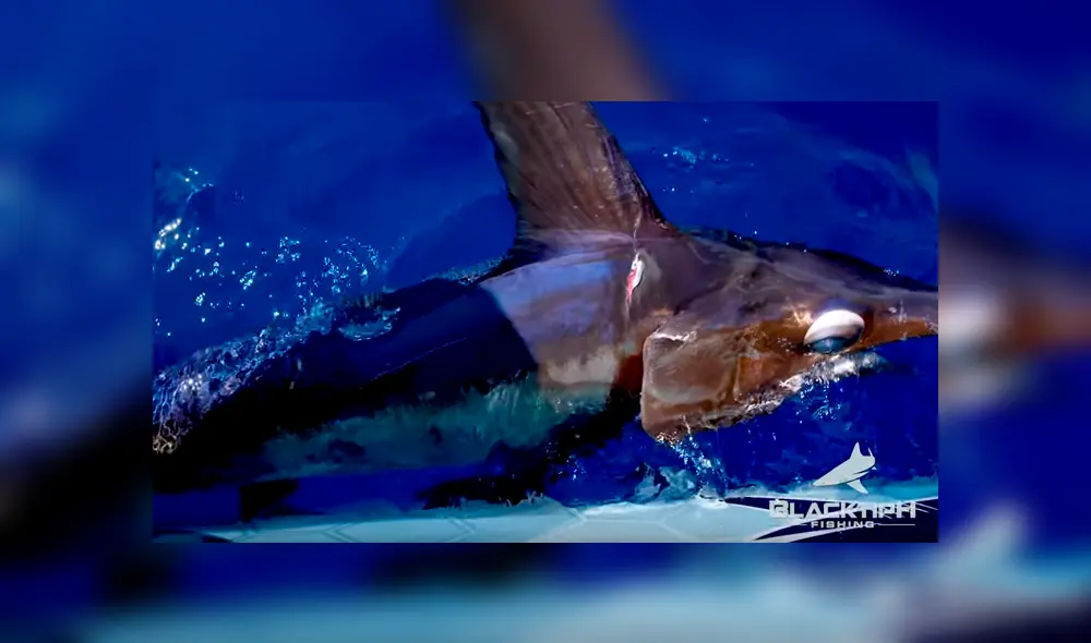 Un video viral de YouTube, captado por un grupo de pescadores deja al descubierto la identidad del gigantesco pez que lograron atrapar.