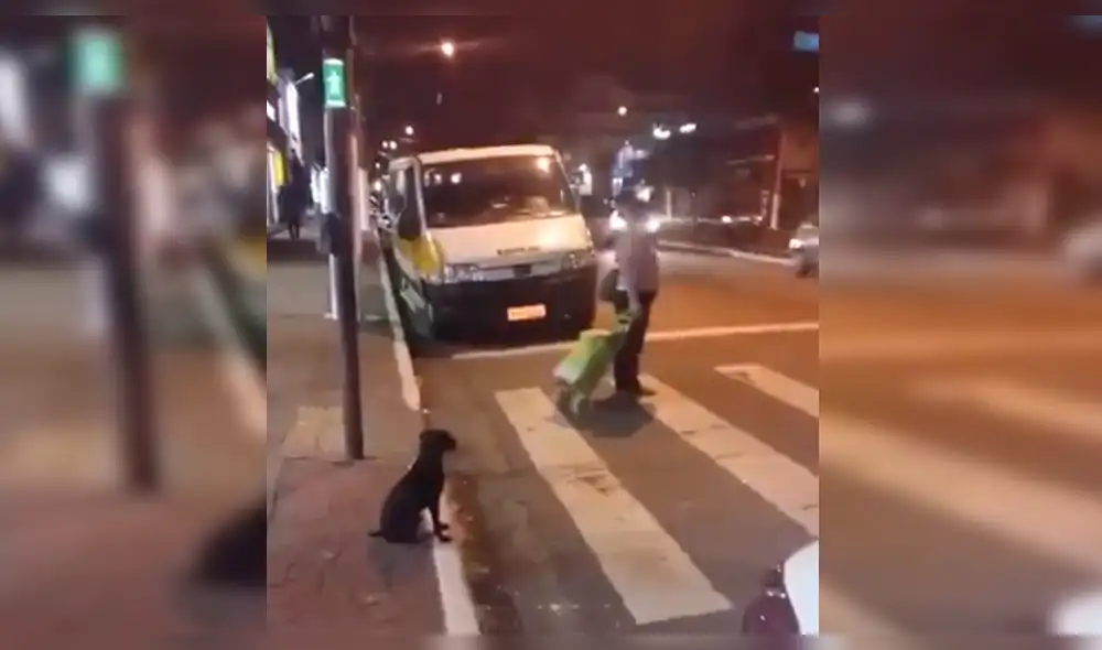 VíaFacebook : Perro se hace viral por respetar el semáforo y una señora no [VIDEO]
