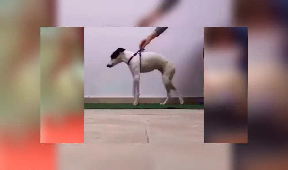 Desliza para ver los detalles de este conmovedor video viral de Facebook. Foto: Captura. Desliza para ver los detalles de este conmovedor video viral de Facebook. Foto: Captura.