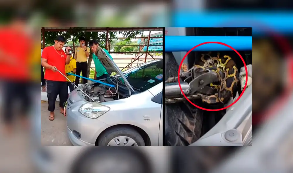 Un video viral de YouTube registró el instante en que un hombre rescató de la muerte a una serpiente pitón atrapada entre los fierros retorcidos de su carro. Un video viral de YouTube registró el instante en que un hombre rescató de la muerte a una serpiente pitón atrapada entre los fierros retorcidos de su carro.