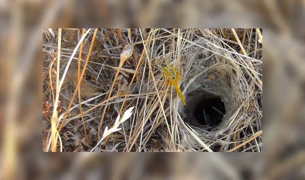 Desliza para ver los momentos más impactantes del video que se hizo viral en Facebook. Desliza para ver los momentos más impactantes del video que se hizo viral en Facebook.