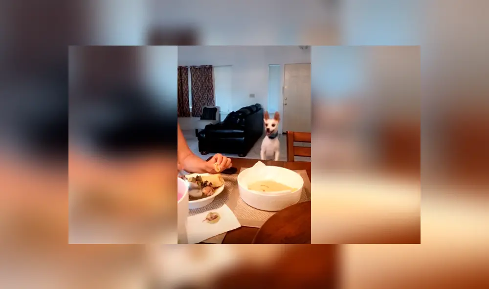 Desliza las imágenes hacia la izquierda para apreciar la singular acción de un pequeño perro para pedir comida.