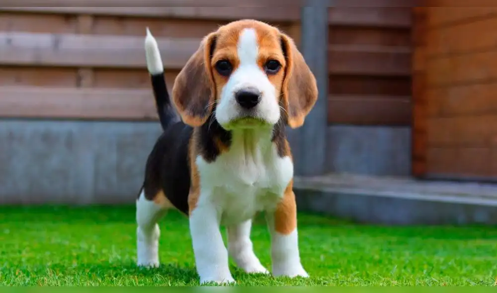 La primera empresa china en clonar animales duplica a famoso perro actor