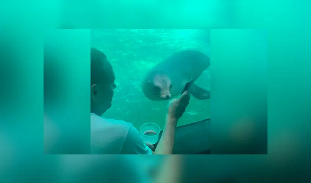 YouTube viral: león marino ve fotos del Océano Atlántico y tiene emotiva reacción que conmueve a miles YouTube viral: león marino ve fotos del Océano Atlántico y tiene emotiva reacción que conmueve a miles