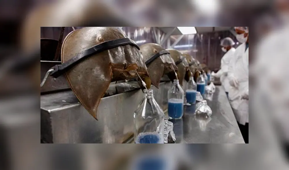 El cangrejo de sangre azul tiene una antigüedad de 475 años. (Foto: La Vanguardia) El cangrejo de sangre azul tiene una antigüedad de 475 años. (Foto: La Vanguardia)