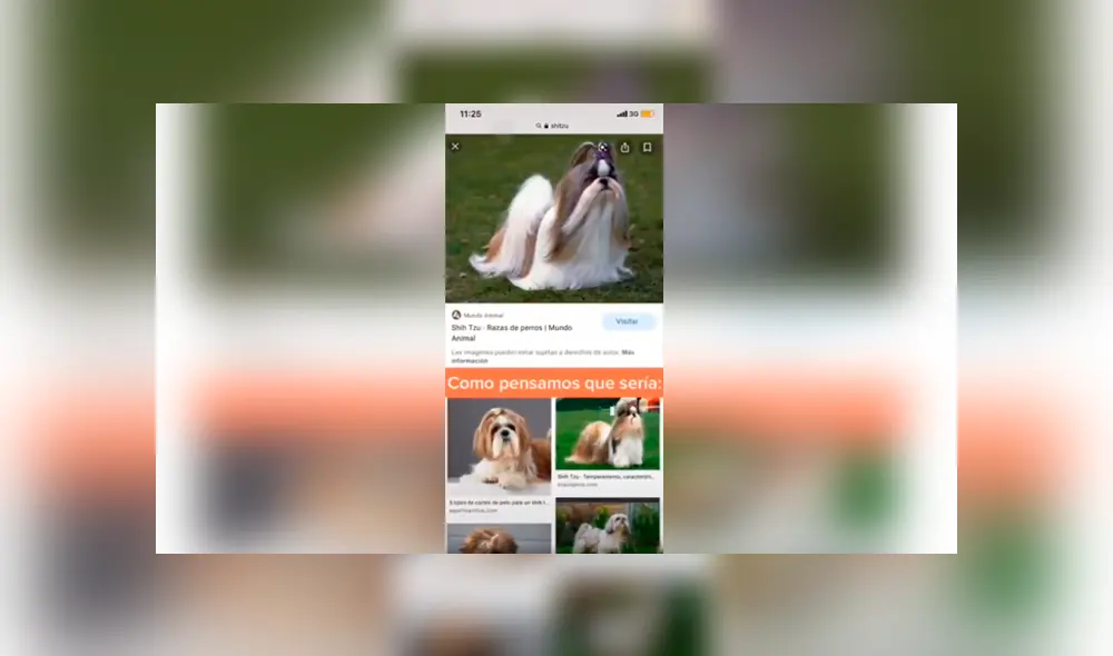 Desliza las imágenes hacia la izquierda para conocer la verdadera raza de un perro al que creyeron era un shitzu. Foto: Captura.