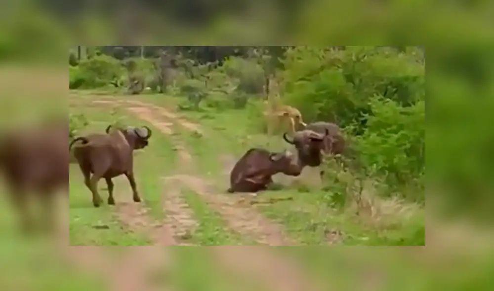 YouTube viral: Búfalo hace volar por los aires a hambriento león para salvar a su amigo [VIDEO]