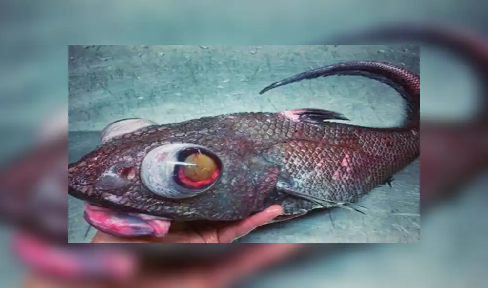 Desliza para ver los detalles de esta extraña criatura marina que se viralizó en YouTube. Foto: Captura. Desliza para ver los detalles de esta extraña criatura marina que se viralizó en YouTube. Foto: Captura.