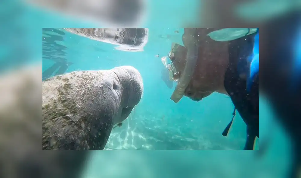 Desliza las imágenes para observar el curioso comportamiento de un manatí ante la presencia de un buceador. Desliza las imágenes para observar el curioso comportamiento de un manatí ante la presencia de un buceador.