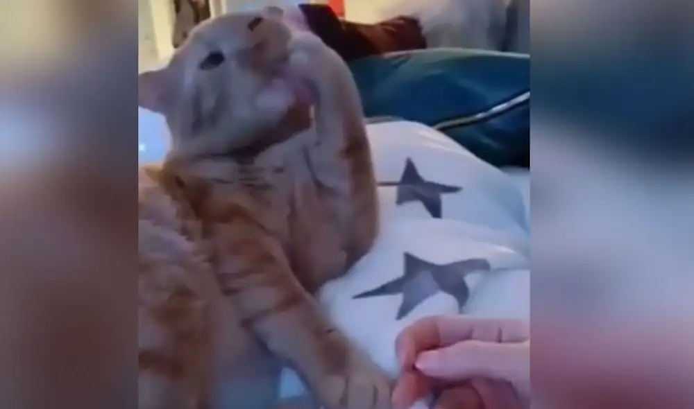 Desliza las imágenes para conocer la graciosa reacción que tuvo este gatito al recibir caricias de su dueño. Foto: captura de Facebook Desliza las imágenes para conocer la graciosa reacción que tuvo este gatito al recibir caricias de su dueño. Foto: captura de Facebook