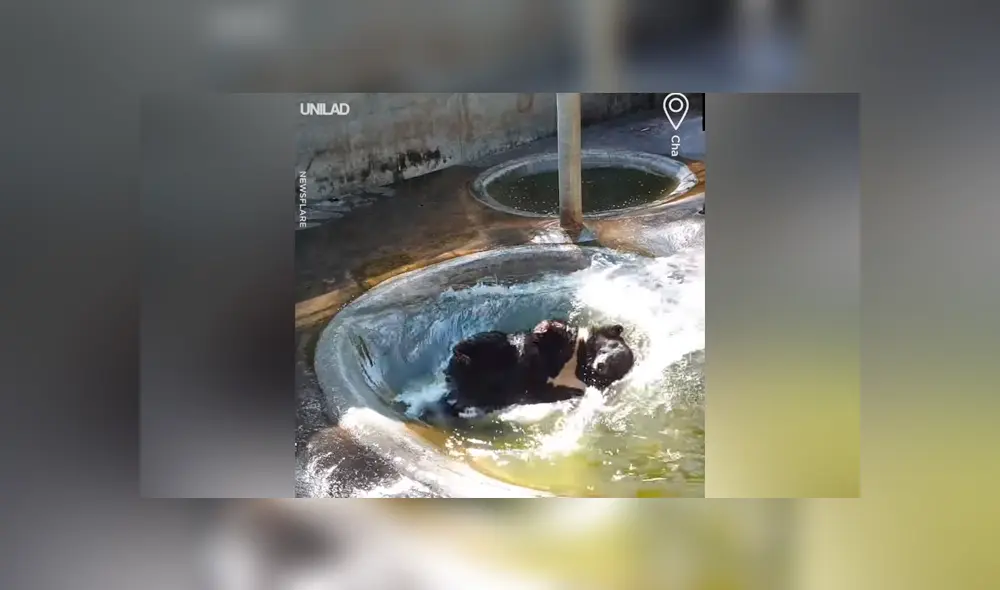 Facebook viral: enorme oso no soporta ola de calor y se tira un clavado extremo para refrescarse [VIDEO] 