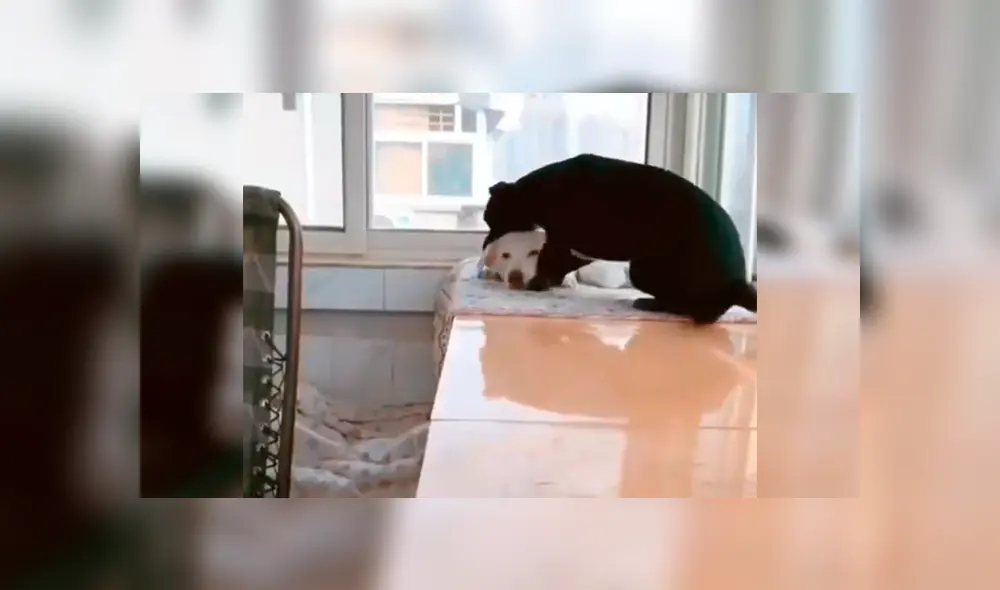 En Facebook, un perro conmovió al brindarle alimento a su pareja que estaba echada junto a sus bebés. En Facebook, un perro conmovió al brindarle alimento a su pareja que estaba echada junto a sus bebés.