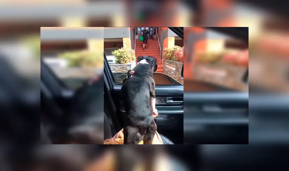 En Facebook, un perro llamó la atención de sus cuidadores por sus singulares movimientos al demostrar su emoción. En Facebook, un perro llamó la atención de sus cuidadores por sus singulares movimientos al demostrar su emoción.
