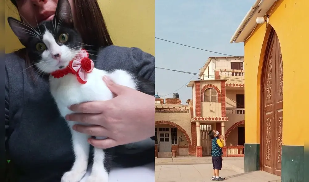 Madre de niño publicó en su Facebook la foto de su hijo rezando para que aparezca su gata.