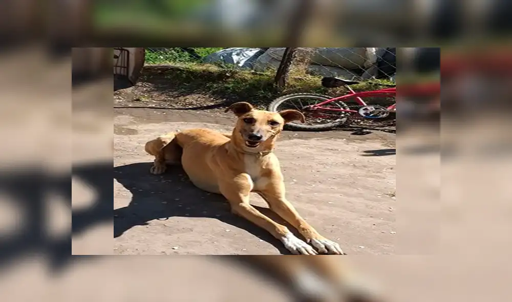 Joven ofrece su carro como recompensa para recuperar a su perro: “Él vale mucho más” [FOTOS]