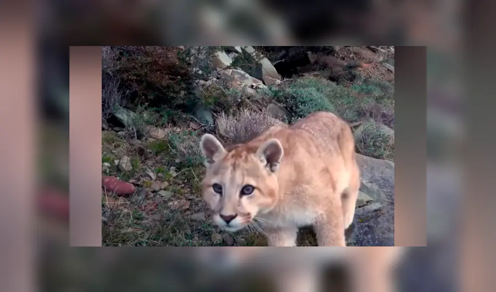 Desliza hacia la izquierda para ver las imágenes del puma bebé que fue captado por una cámara escondida en el recinto de felinos. El video es viral en YouTube.