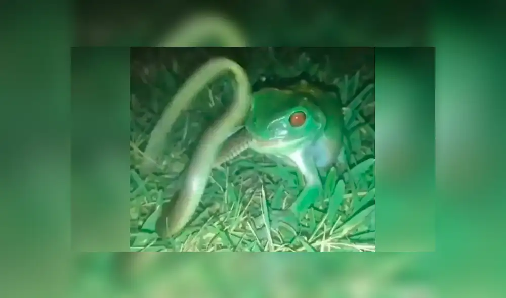 A través de Facebook, un joven compartió un video viral del brutal enfrentamiento de un sapo contra una serpiente.