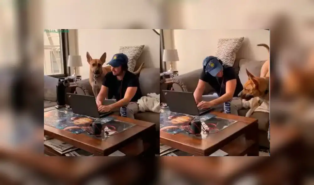 Desliza las imágenes para ver la peculiar escena que protagonizó un perro para evitar que su dueño haga teletrabajo. Foto: RM Videos