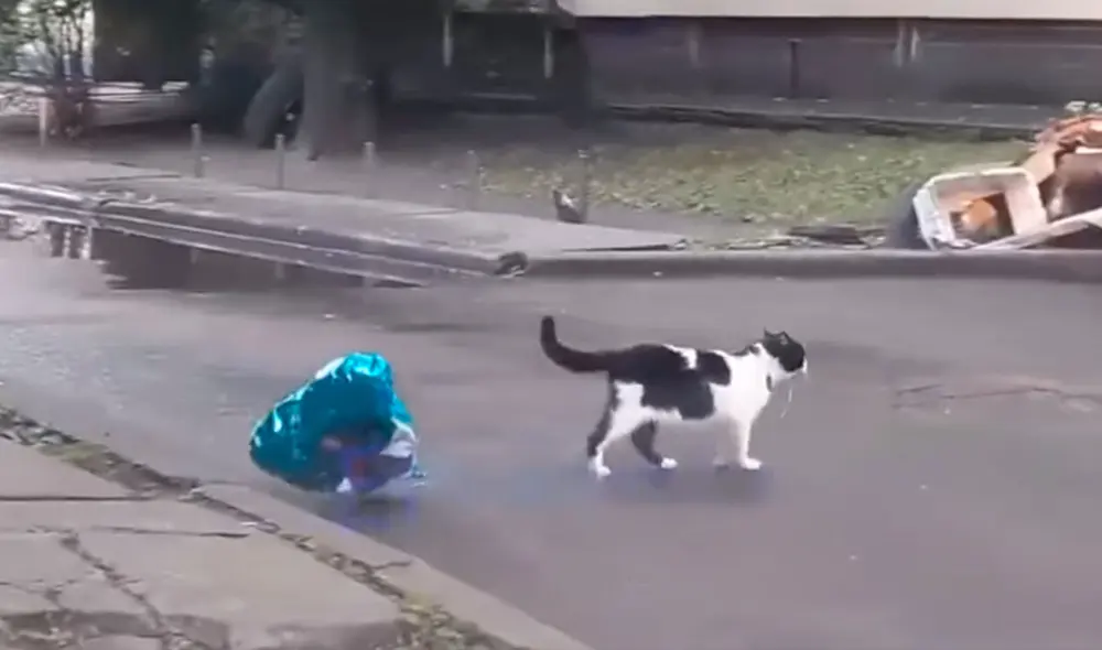 Desliza las imágenes para ver el tierno gesto de un gato callejero al atrapar un globo desinflado para una felina. Foto: Captura de TikTok