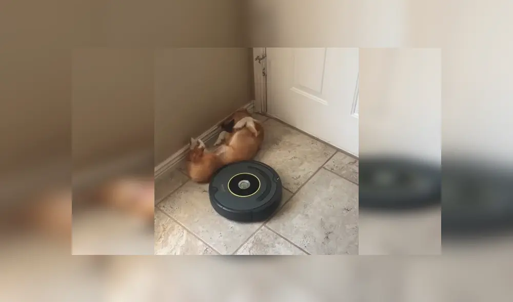 Video es viral en Facebook. Mujer intentó levantar a su perra dormida de una forma peculiar y no pudo contener las carcajadas al ver su hilarante comportamiento